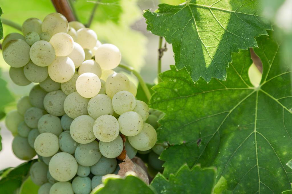 Cascina Borghetta *