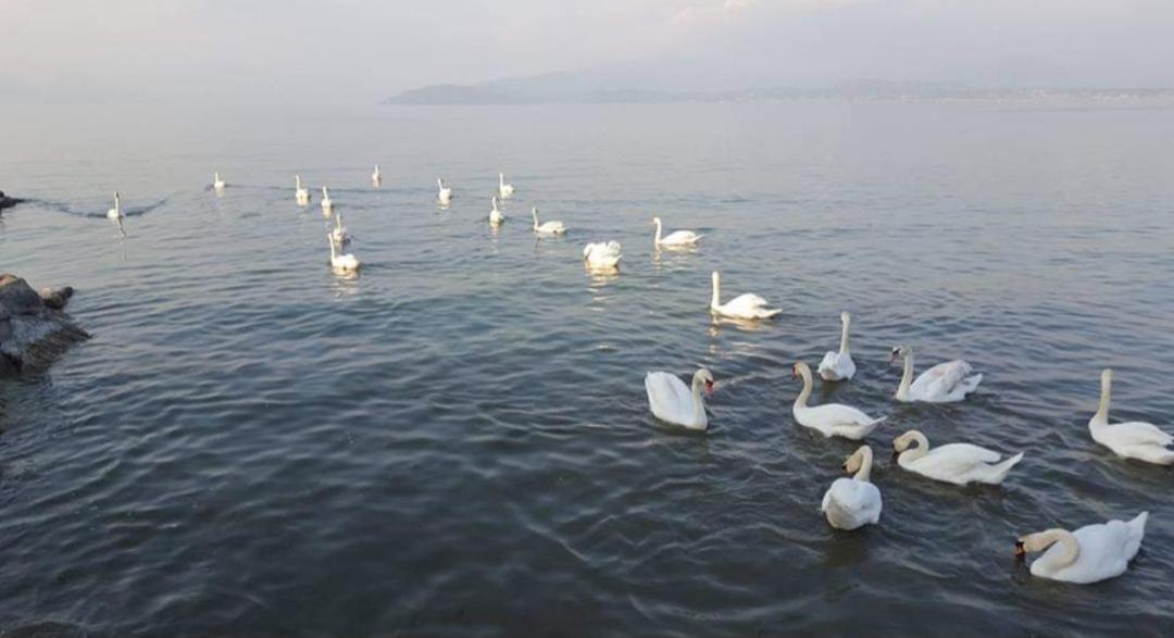 Blue Căn hộ Sirmione
