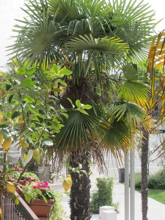 Le Palme