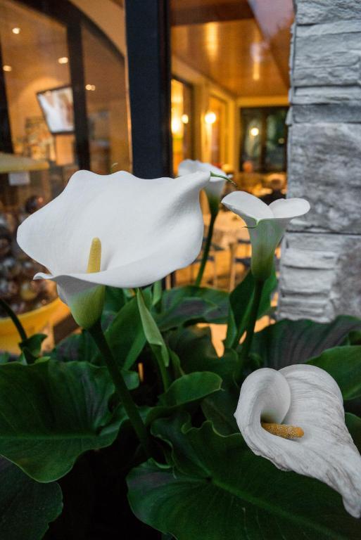 Fiordaliso Hotel